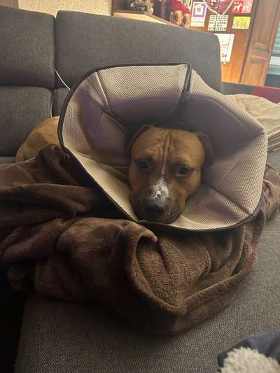 Pfoten eincremen-Beitrag-Bild