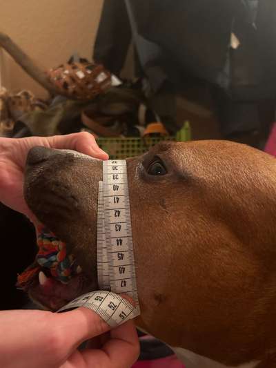 Wie sitzt mein Maulkorb / Maulkorb-Beratung-Beitrag-Bild