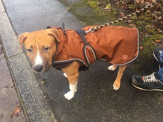 Blinkende Leuchthalsbänder, schädlich für Mensch und Hund-Beitrag-Bild