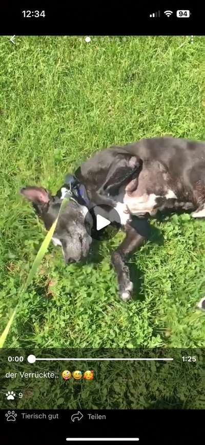 Lipome bei älteren Hunden-Beitrag-Bild