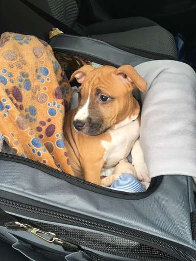 Das erste Bild eures Hundes-Beitrag-Bild