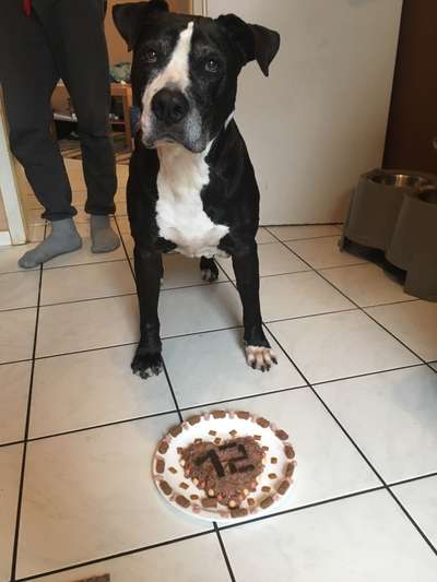 Unsere Fellnasen-Vielfalt im Überblick!-Beitrag-Bild