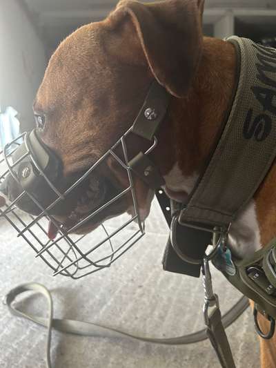 Wie sitzt mein Maulkorb / Maulkorb-Beratung-Beitrag-Bild