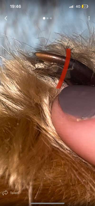 Gebrochene/brüchige Daumenkralle-Beitrag-Bild