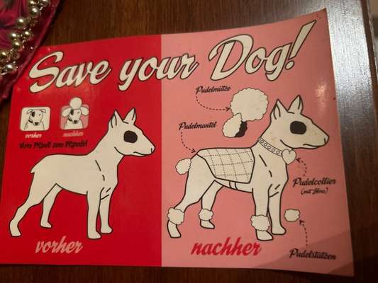 Hunde Memes-Beitrag-Bild