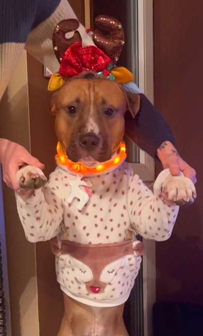 33. Handy Foto Challenge - Verkleidung deines Hundes-Beitrag-Bild