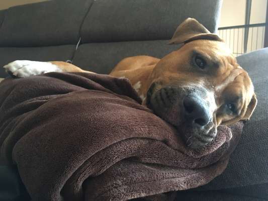 Zeigt mir die tollste Nahaufnahme von eurer Fellnase-Beitrag-Bild