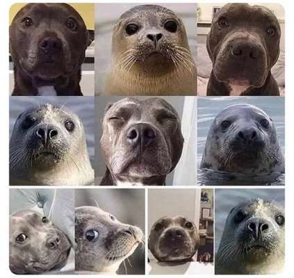 Hunde Memes-Beitrag-Bild