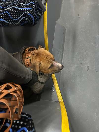 25. gemeinsame Impulskontrolle Übung: Auto fahren-Beitrag-Bild