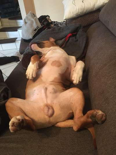 eure Spitznamen für die Vierbeiner-Beitrag-Bild