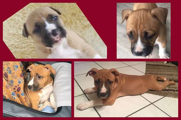 Das erste Bild eures Hundes-Beitrag-Bild