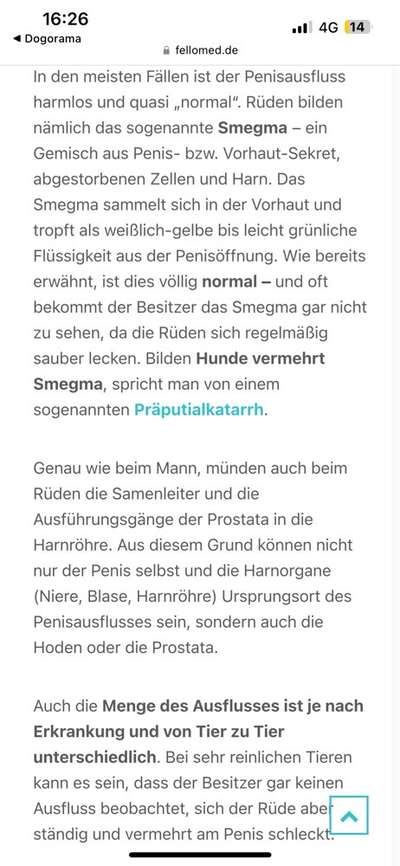 Rüde tröpfelt ständig Smegma-Beitrag-Bild