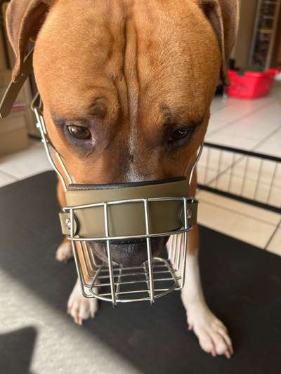 Wie sitzt mein Maulkorb / Maulkorb-Beratung-Beitrag-Bild