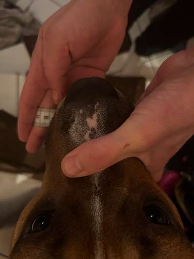 Wie sitzt mein Maulkorb / Maulkorb-Beratung-Beitrag-Bild