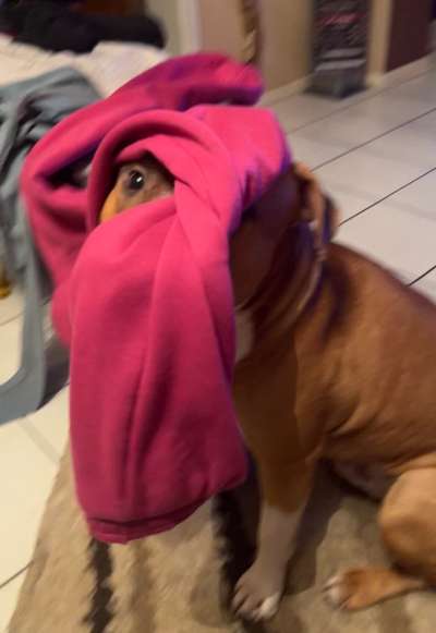 Dogorama Photo Challenge - Durchblick-Beitrag-Bild