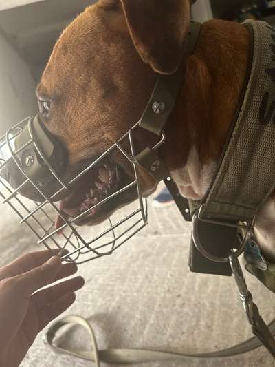 Wie sitzt mein Maulkorb / Maulkorb-Beratung-Beitrag-Bild