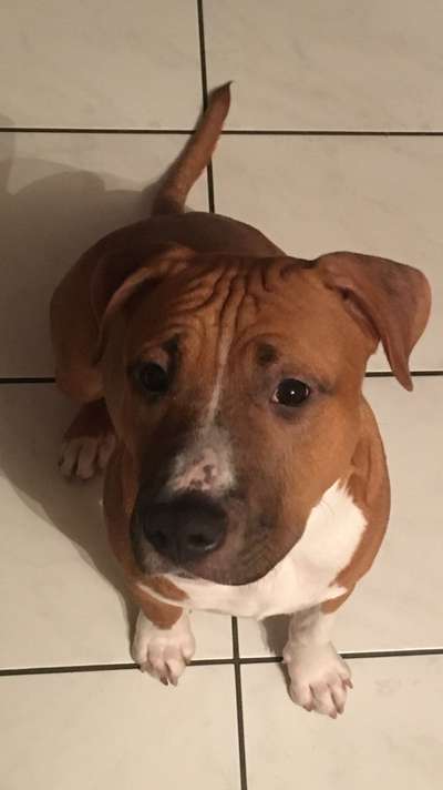 Reinrassige Hunde?-Beitrag-Bild