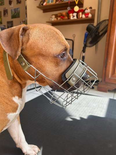 Wie sitzt mein Maulkorb / Maulkorb-Beratung-Beitrag-Bild