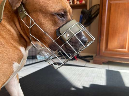 Wie sitzt mein Maulkorb / Maulkorb-Beratung-Beitrag-Bild