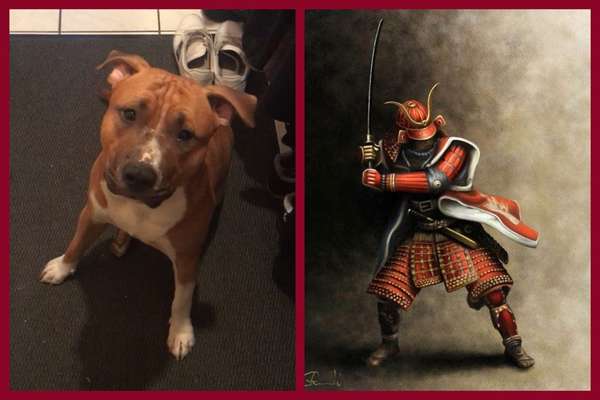 Wie heißt dein Hund?-Beitrag-Bild