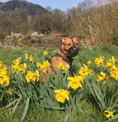 Fotochallenge Nr 96.: Bunt, Bunter, Hund 💐🌹🍁-Beitrag-Bild