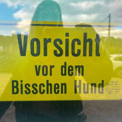 Hunde Memes-Beitrag-Bild