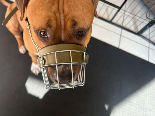 Wie sitzt mein Maulkorb / Maulkorb-Beratung-Beitrag-Bild