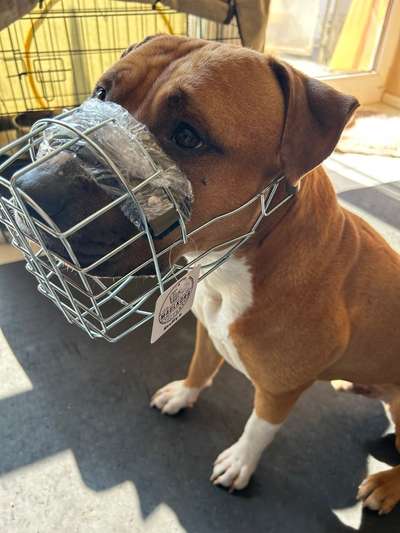 Wie sitzt mein Maulkorb / Maulkorb-Beratung-Beitrag-Bild