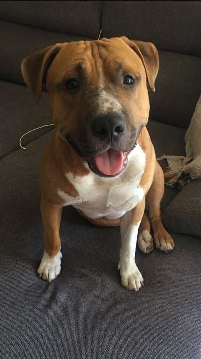 Das erste Bild eures Hundes-Beitrag-Bild