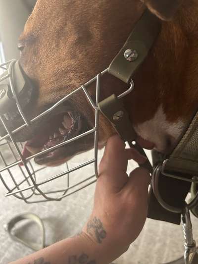 Wie sitzt mein Maulkorb / Maulkorb-Beratung-Beitrag-Bild