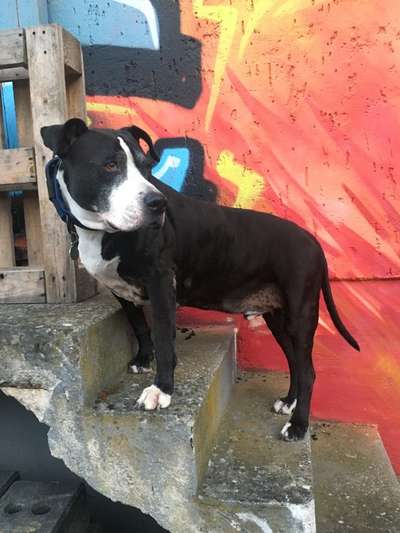 Handy Foto Challenge Nr 48: Hund und Kunst-Beitrag-Bild