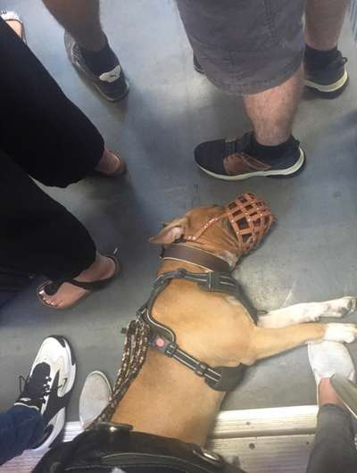 25. gemeinsame Impulskontrolle Übung: Auto fahren-Beitrag-Bild