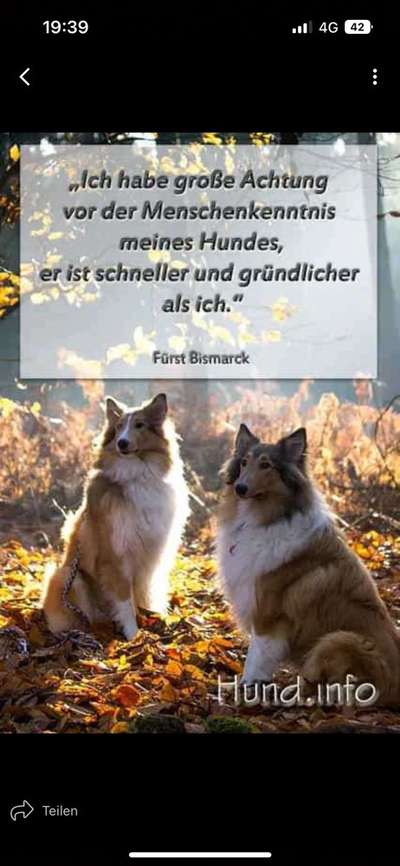 Können Hunde sowas spüren ?-Beitrag-Bild