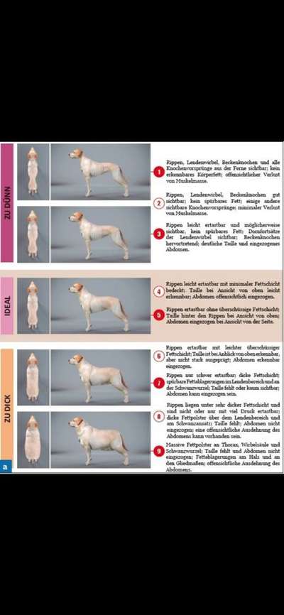 Wie hoch soll der Fleischanteil sein?-Beitrag-Bild
