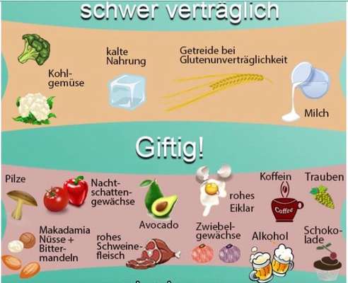 Zeigt her Eure Futternäpfe-Beitrag-Bild