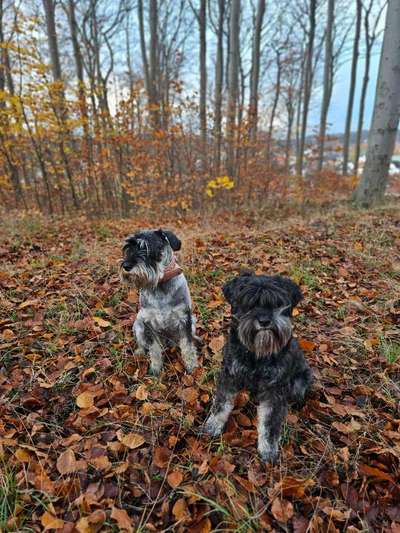 Welches Auto mit welchem Hund-Beitrag-Bild