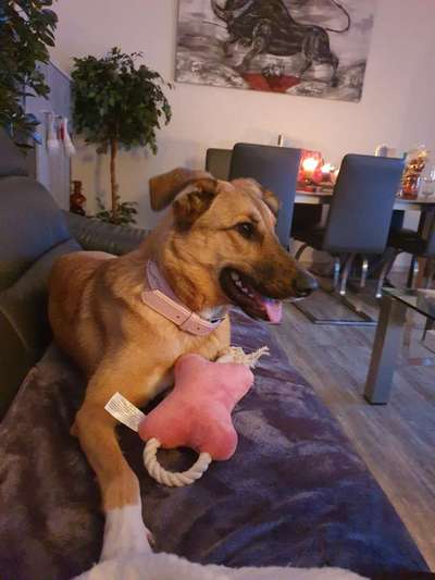 Unsere Fellnasen-Vielfalt im Überblick!-Beitrag-Bild