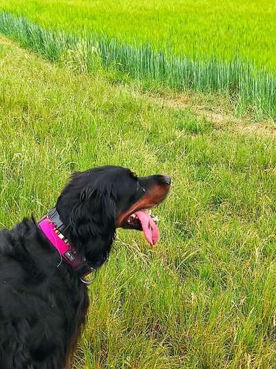 Wie heißt dein Hund?-Beitrag-Bild