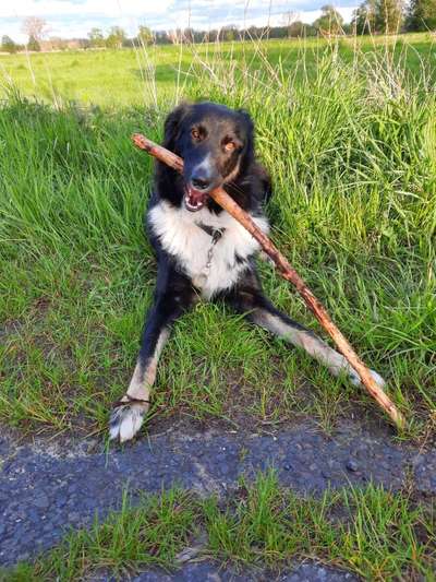 Hundetreffen-Gassirunde/ spielrunde-Bild