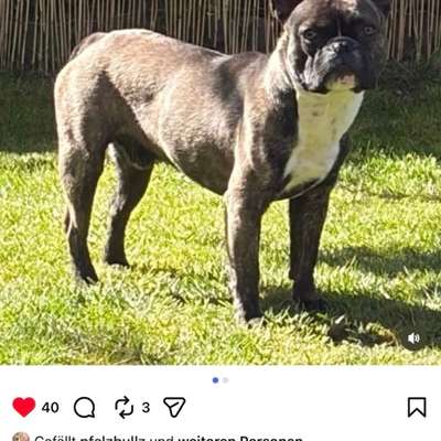 aktuelles Foto Gruppe Französische Bulldogge