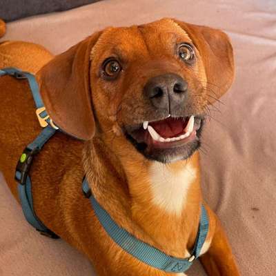 Hundetreffen-Wanderurlaub mit Hund
