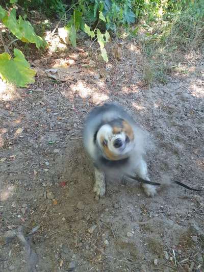 Zeige das lustigste Bild eures Hundis-Beitrag-Bild