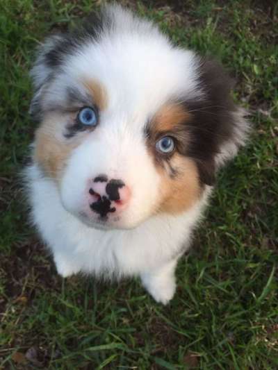 Welpen Bilder !-Beitrag-Bild