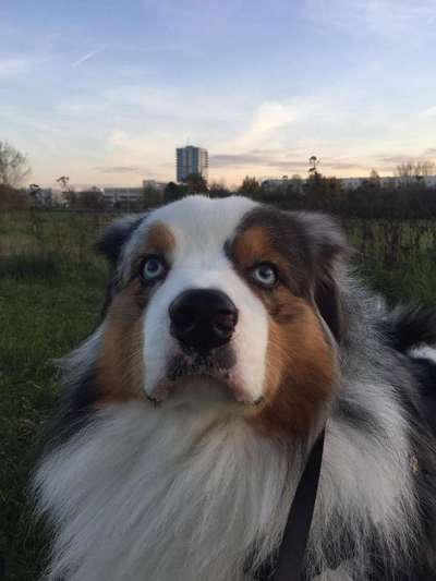 CHALLENGE NR. 19 - Der Hundeblick-Beitrag-Bild