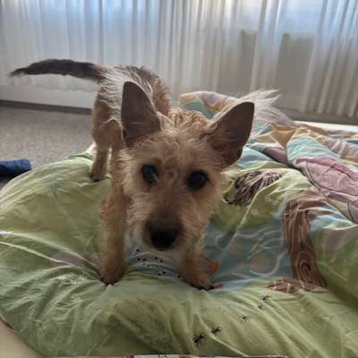 Hundetreffen-Spieltreffen Welpen-Bild