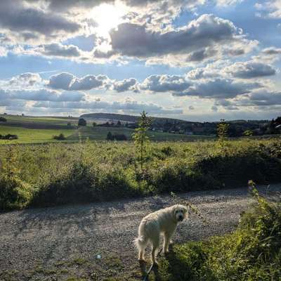 Hundetreffen-Freilauf/Toben in Ronnenberg-Bild