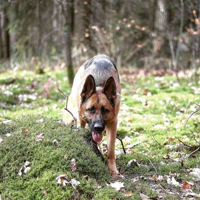 Hundetreffen-Gassigehen nach Absprache-Bild