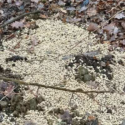 Giftköder-Giftköderverdacht-Bild