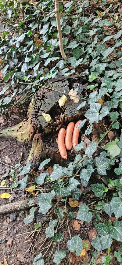 Giftköder-Giftköder?!-Bild