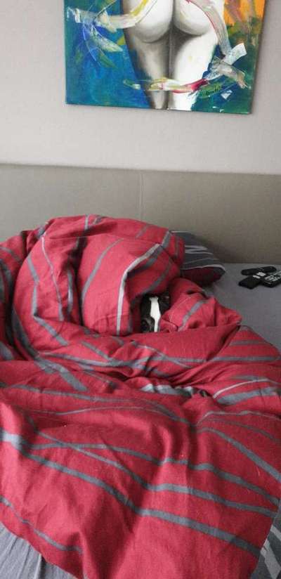 Dogorama Photo Challenge - Tarnung ist alles-Beitrag-Bild